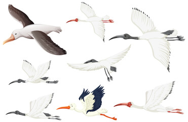 Set of different white birds