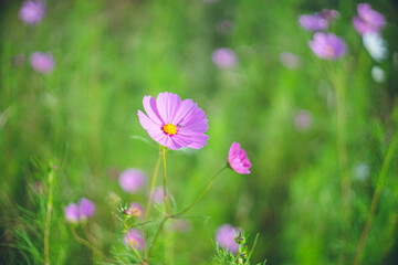 Fototapeta premium 野原に咲くきれいなコスモスのお花畑 日本長崎県東彼杵郡波佐見町鬼木棚田