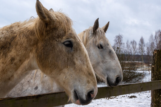 Gray horses in the winter yard. Close-ups on the heads. The photo was taken on a cloudy day
