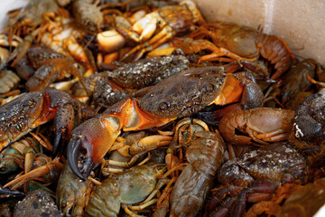 Fresh crabs to sell in fish market in Istanbul