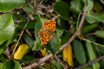 Chinese Comma - Polygonia c-aureum - is resting on the leaf.