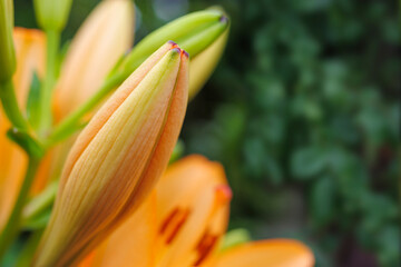 Images of wild orange lilies