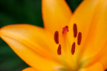 Images of wild orange lilies