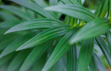 Images of wild lily leaves