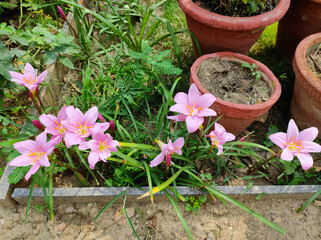 Pink Lilly flowers in the garden
