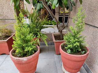 Fototapeta na wymiar pots with evergreen plant