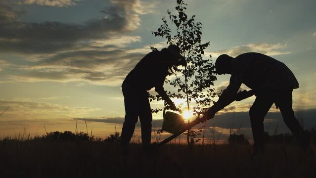 Silhouettes of happy old man and woman together watering, digging for plant tree on meadow at sunset outdoor. Family volunteers team activity : reforestation, environmental forest help for save nature