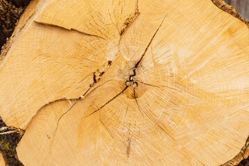 Wooden background.Closeup of round slice of tree with annual rings and cracks. Natural organic...