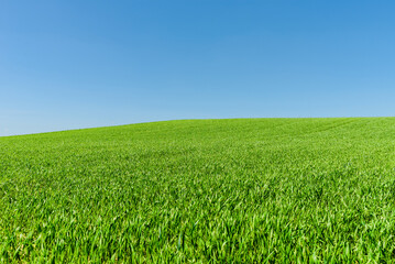 Green wheat spring field landscape with blue sky.Green agrultural field and blue clear day sky.