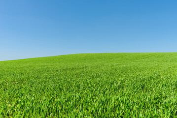 Green wheat spring field landscape with blue sky.Green agrultural field and blue clear day sky.