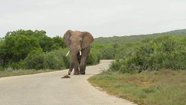 Elefant im Naturreservat Addo Elephant National Park S&uuml;dafrika