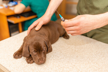 Cute labrador puppy dog getting a vaccine at the veterinary doctor.Dog lying on the examination...