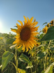 sunflower in the field