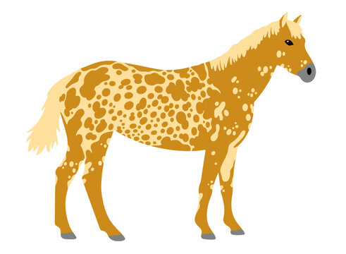 standing appaloosa vector illustration isolated on white background	