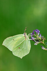 Common brimstone butterfly (Gonepteryx rhamni).
