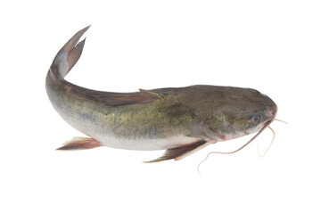 Raw catfish isolated on white background	