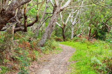 Fototapeta premium Walking track in the Tomaree National Park - Shoal Bay, NSW, Australia