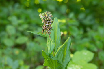 Inflorescence of the broad-leavend helleborine (Epipactis helleborine). Wasp in the pollination of a blossom.