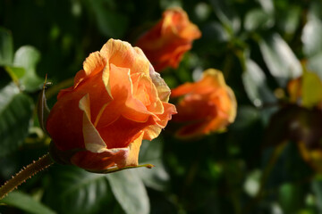 Garten 1326