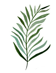 Date palm leaf