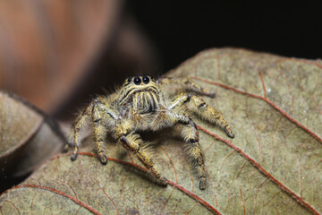 samantha jumping spider on the leaf.