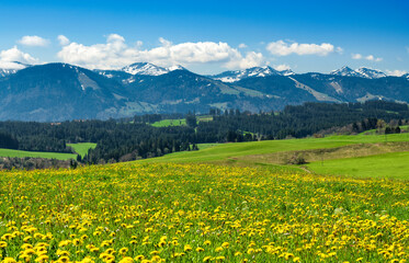Alpine landscape with mountains, forest and yellow spring meadow under blue sky.. Allgau Alps, Bavaria, Germany