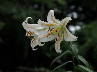 日本の夏の森の山百合