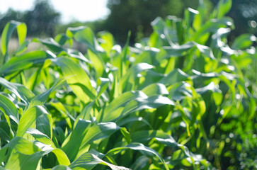 The agricultural land of a green corn farm with a perfect sky. Location place of Ukrainian agricultural region