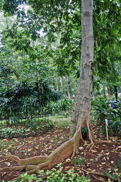 Collection of rare Indonesian tropical forest plants in the arboretum of Manggala wana bakti. 
	Kenari , Canarium commune), 
