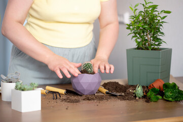 Woman gardener hand transplanting cacti and succulents into pots on a wooden table. home garden...