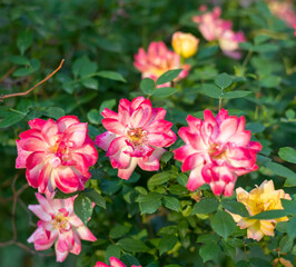 Obraz premium A rose bush with many multi-colored roses in bloom. Selective focus.