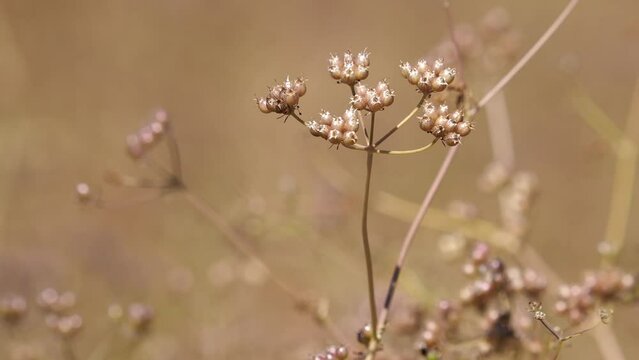 Dry coriander seed on a field in summer