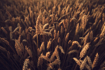 Wheat field ready for harvest. High quality photo