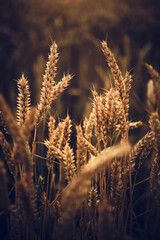 Fototapeta premium Wheat Crops in summer. High quality photo