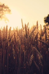 Wheat crops in Sunset light. High quality photo