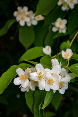Zarte Blütenkelche mit Pollenständen am Strauch