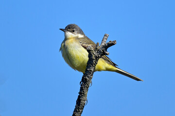 Black-headed wagtail // Schafstelze, Maskenschafstelze (Motacilla flava feldegg) - Gialova, Peloponnese, Greece
