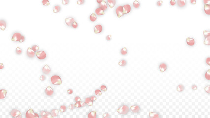 Pink Vector Realistic Petals Falling on Transparent Background.  Spring Romantic Flowers Illustration. Flying Petals. Sakura Spa Design. Blossom Confetti. Design Elements for Wedding Decoration.