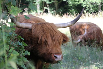 Ox in the black forest