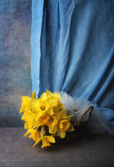 Still life with yellow daffodils on a blue background, the colors of the Ukrainian flag