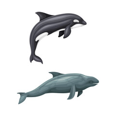 Whale species mammal animals, marine underwater fauna vector illustration