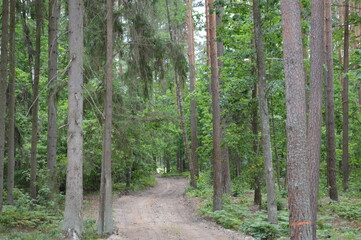 Forest Road