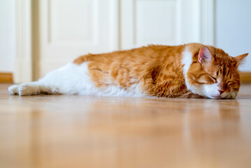 Ginger cat sitting on the wooden floor in a white room. The fat red cat is resting. Sweet fluffy kitten at home. A large red cat lies beautifully on the floor in the interior of a modern apartment