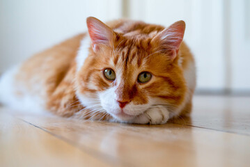 Ginger cat sitting on the wooden floor in a white room. The fat red cat is resting. Sweet fluffy...