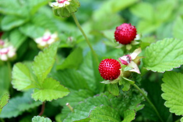 Red ripe strawberries grow in the garden.