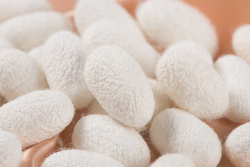 Fototapeta na wymiar Natural white silkworm cocoons on brown silk fabric background