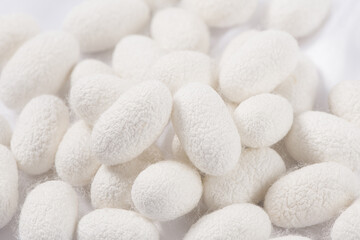 Natural silkworm cocoons on white silk fabric background