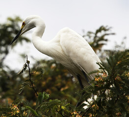  white herons sitting on a tree