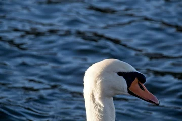  white swan on the water © Matthieu
