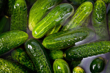 Fresh juicy clean cucumbers lying tightly next to each other. Preparing for conservation and salting.